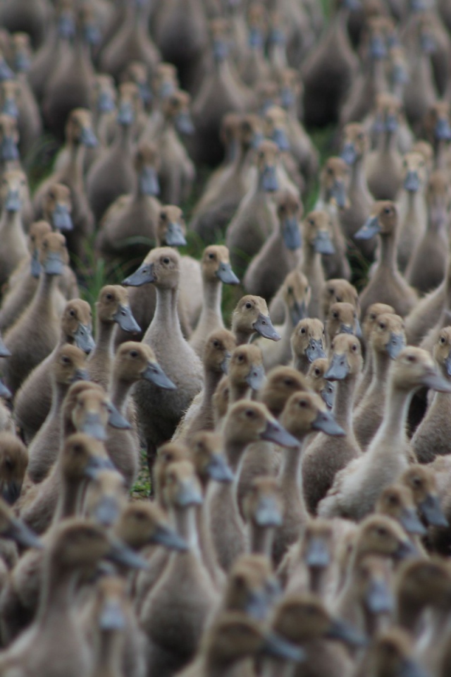 Стая диких уток на земле