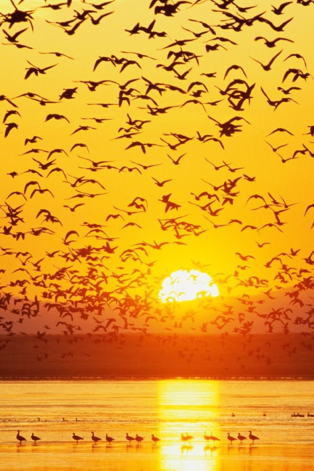 Большая стая гусей на озере на закате