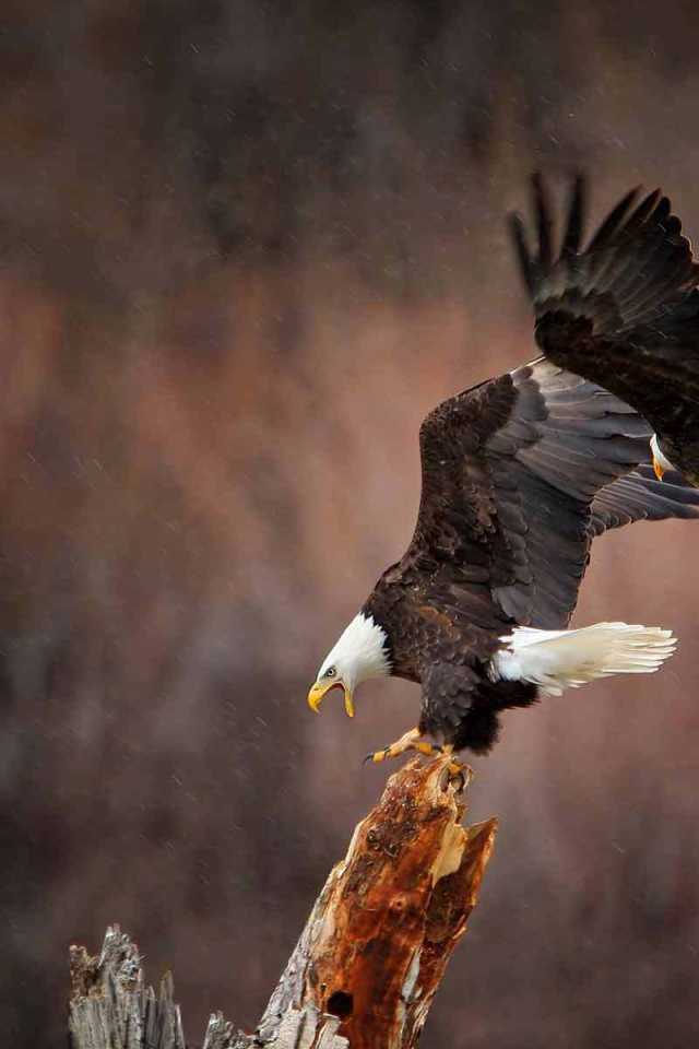 Пара белоголовых орла