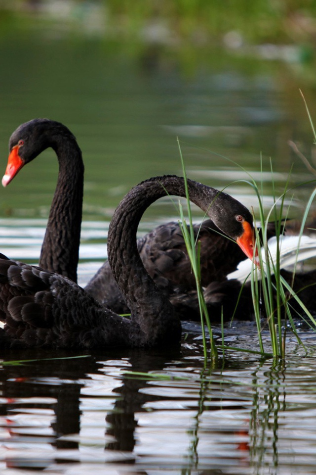 Пара черных лебедей в камышах у берега