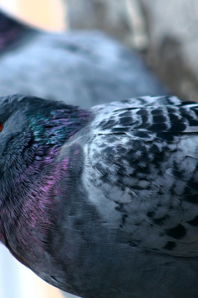 Пара сизых городских голубей