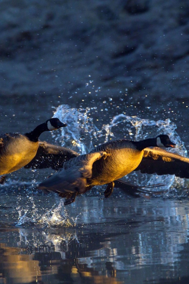 Пара уток взлетает с озера