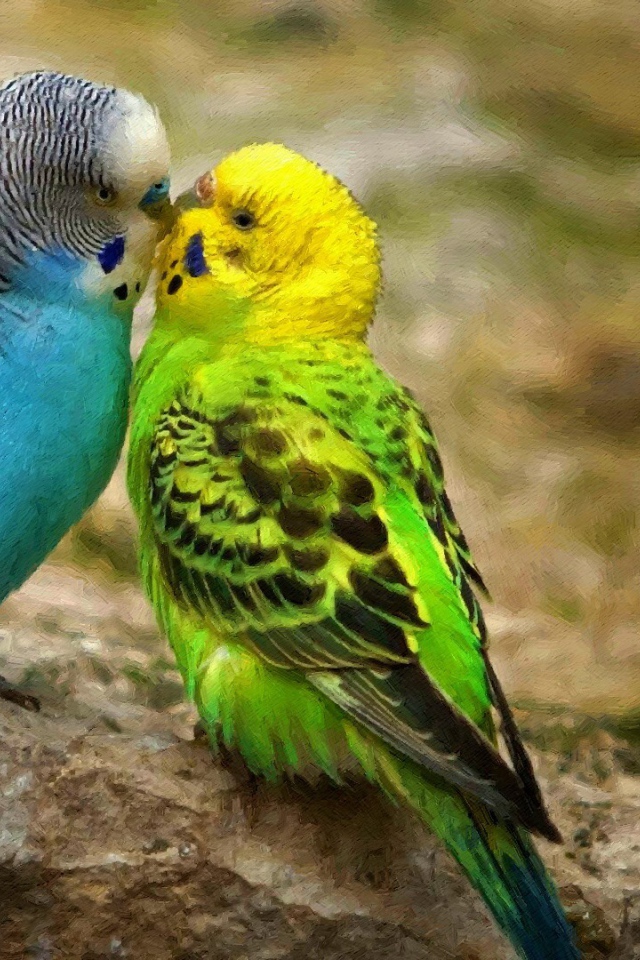 Пара экзотических попугаев