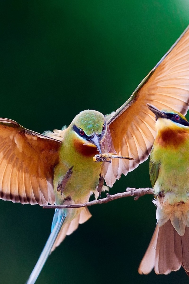 Пара колибри на веточке