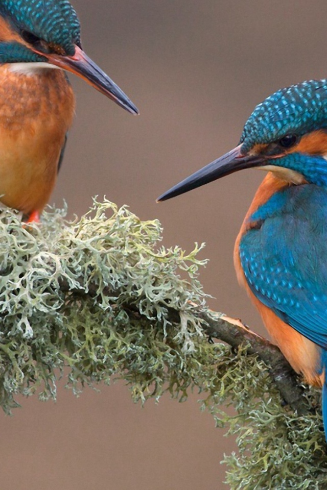 Пара зимородков вьет гнездо