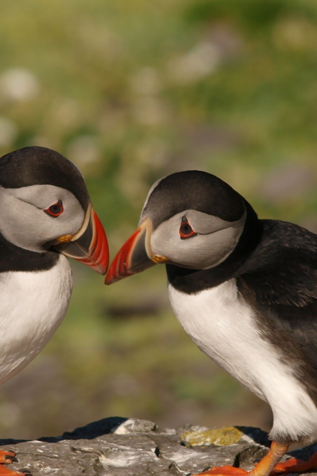 Пара милых птиц тупиков