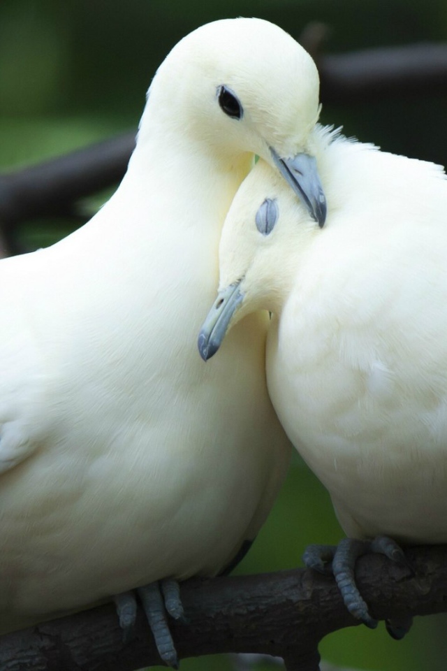 Пара милых белых голубей