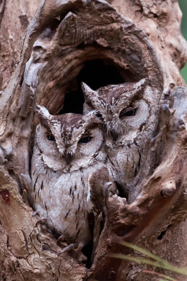 Пара сов сидят рядом в дупле