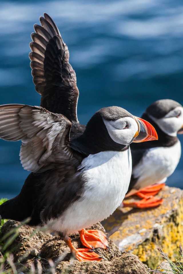 Пара тупиков на камне