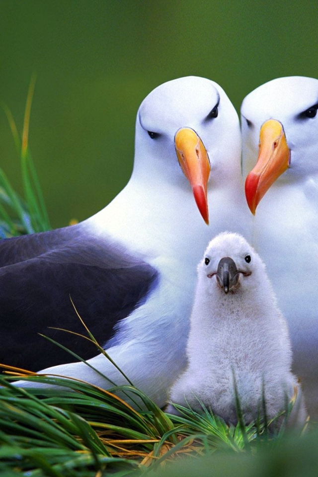 Пара чаек со своим птенцом