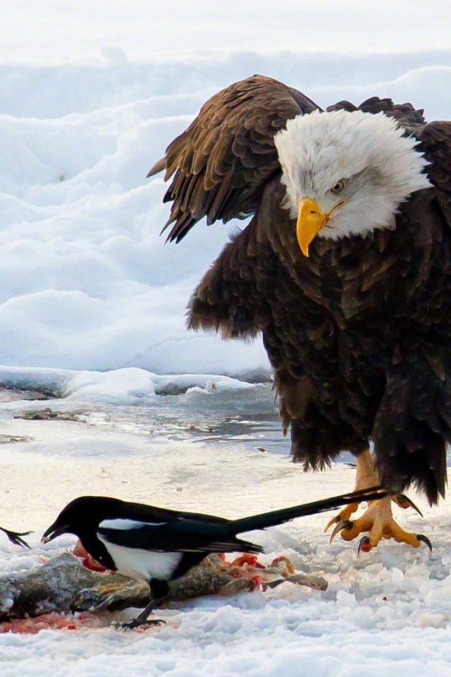 Белоголовый орлан и сороки