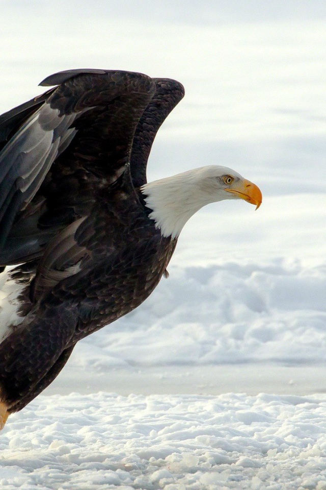 Белоголовый орлан садится на снег