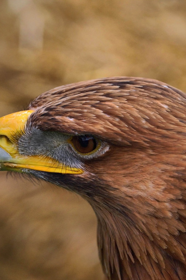 Клюв коричневого орла