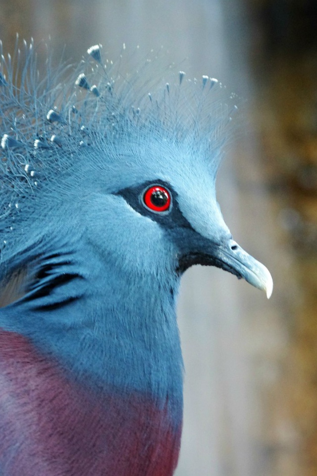 Красивый венценосный голубь