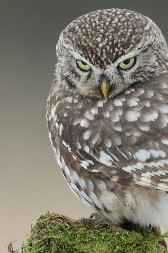 Красивая и серьёзная сова