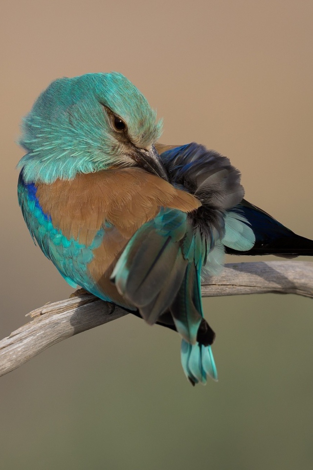 Красивая птица чистит свои перья