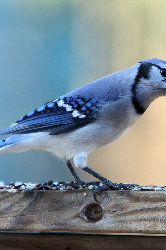 Красивая птица с голубыми перьями на доске