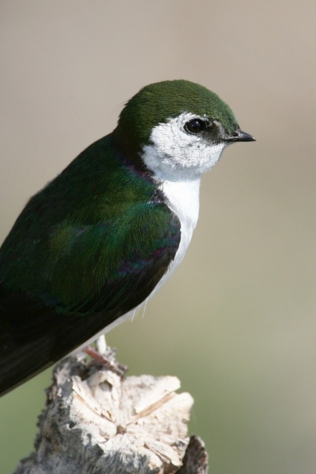 Красивая темно зеленая птица