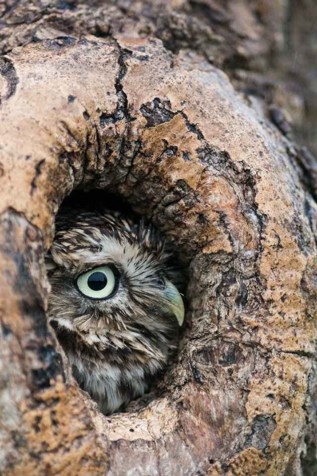 Красивая сова в дупле дерева
