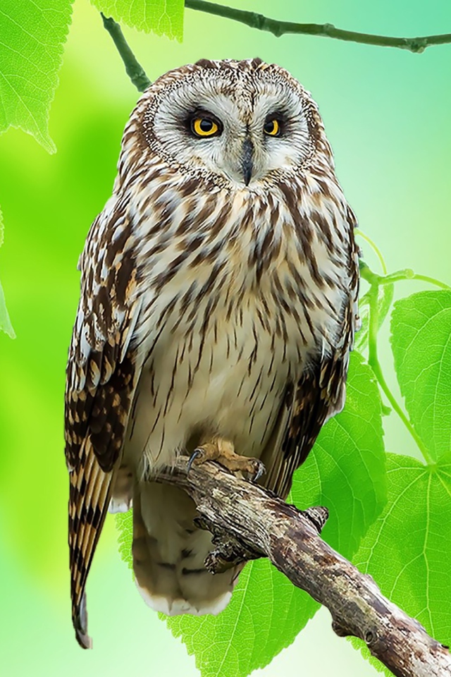 Красивая сова на сухой ветке среди листьев