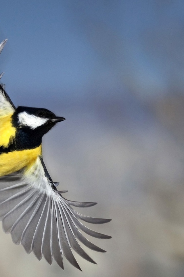 Красивое фото синицы