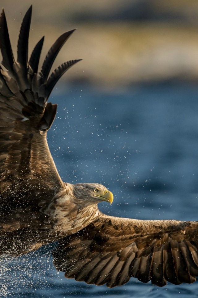 Птица Орлан-белохвост