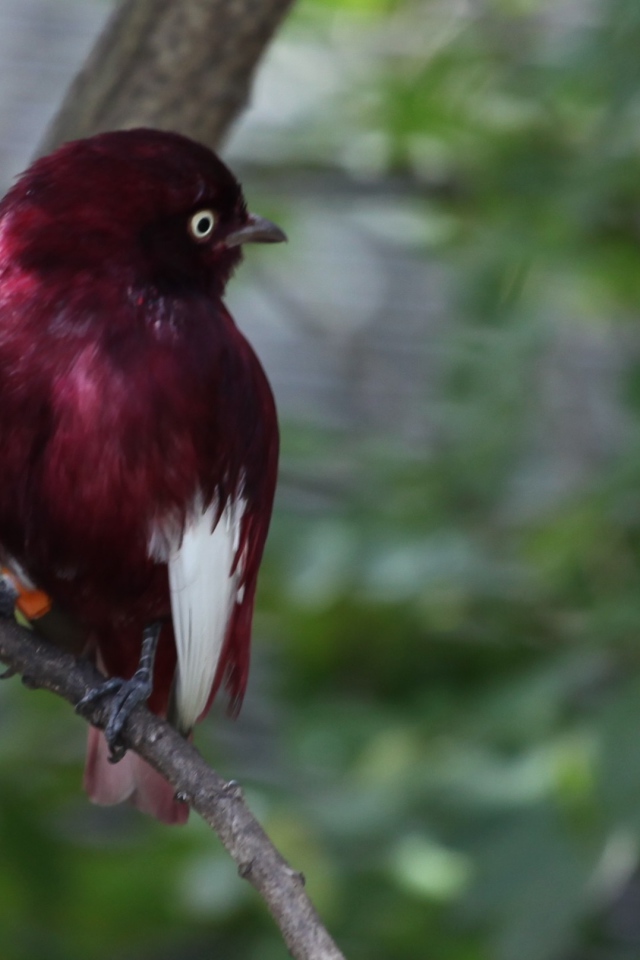 Птица темно коричневого цвета