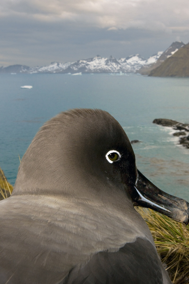 Птица в гнезде 2