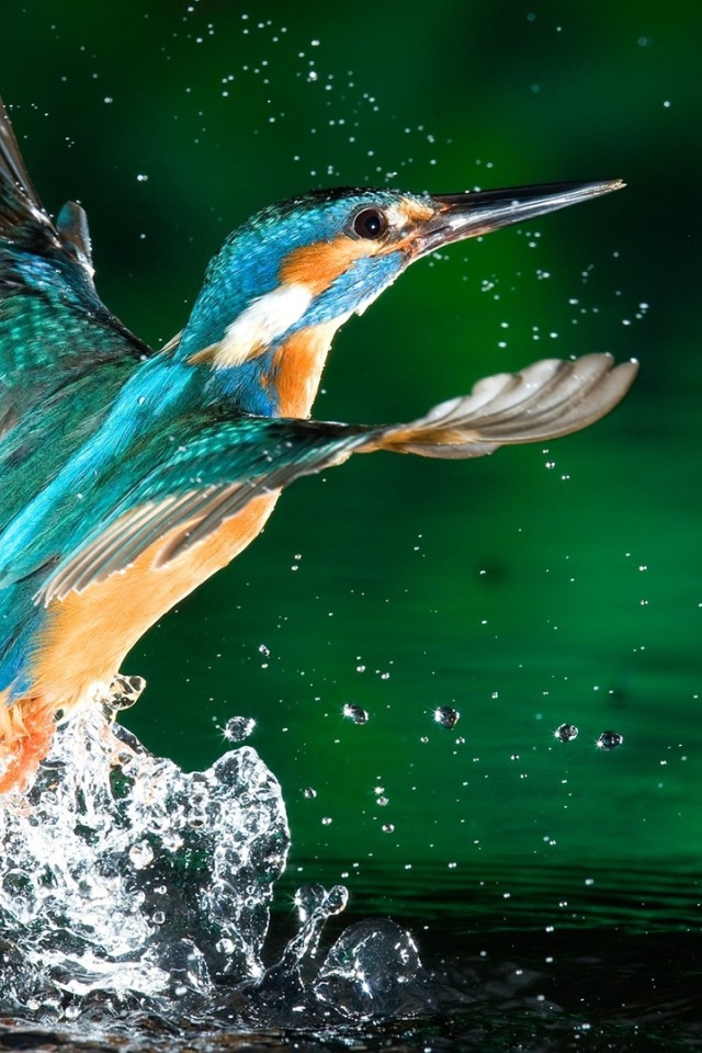 Птица подняла волну брызг