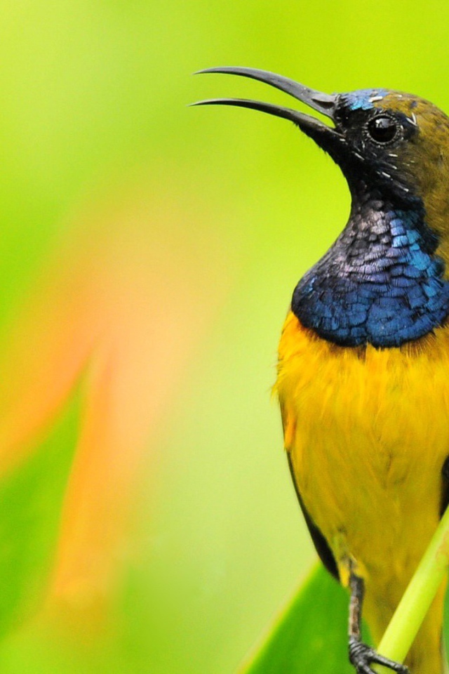 Птичка нектарница на фоне зелени