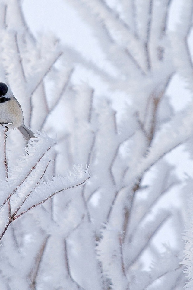 Птичка на покрытой инеем ветке