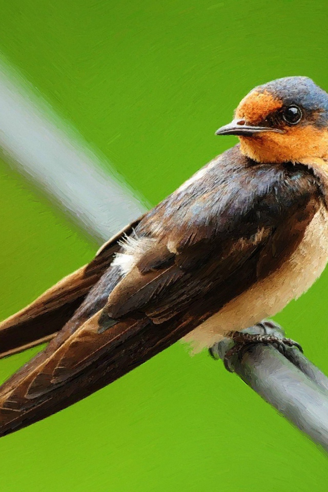 Птица на зеленом фоне