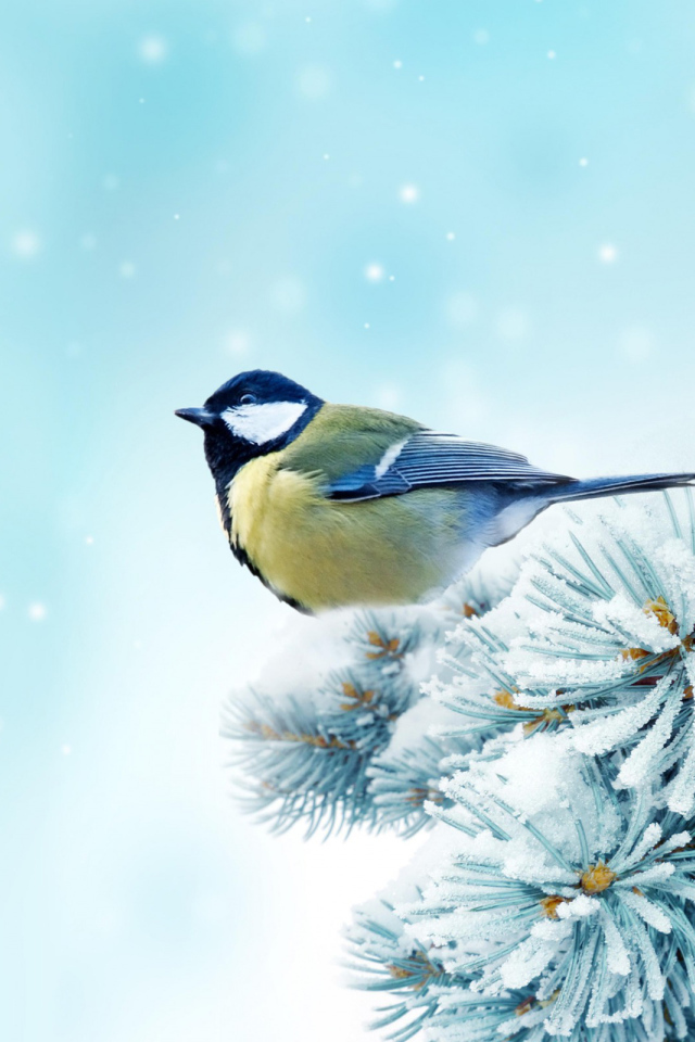 Синица на ветке дерева