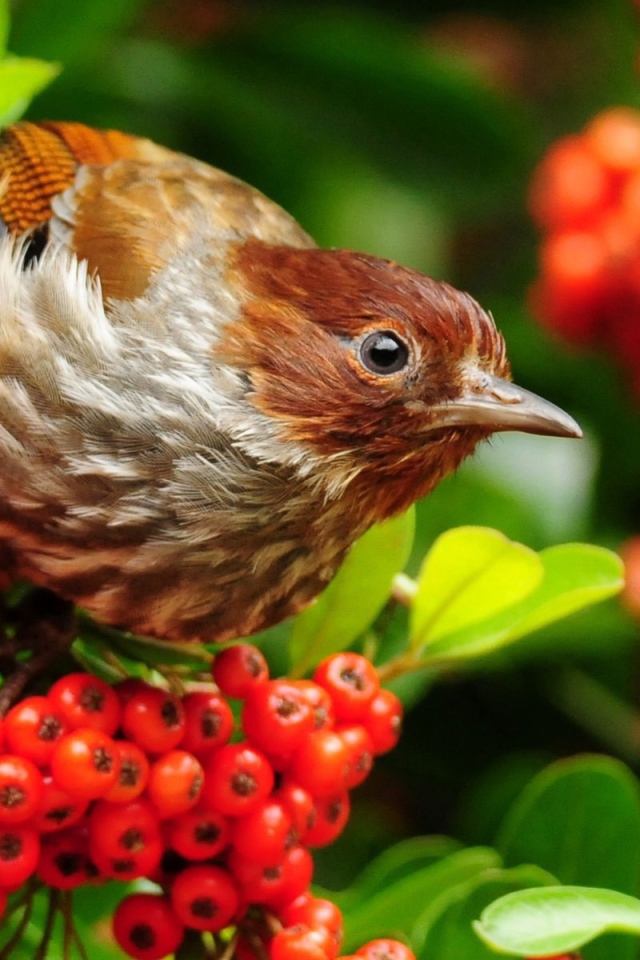 Птица лакомится красными ягодами на ветке