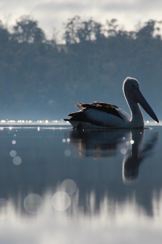 Птица с большим клювом на озере