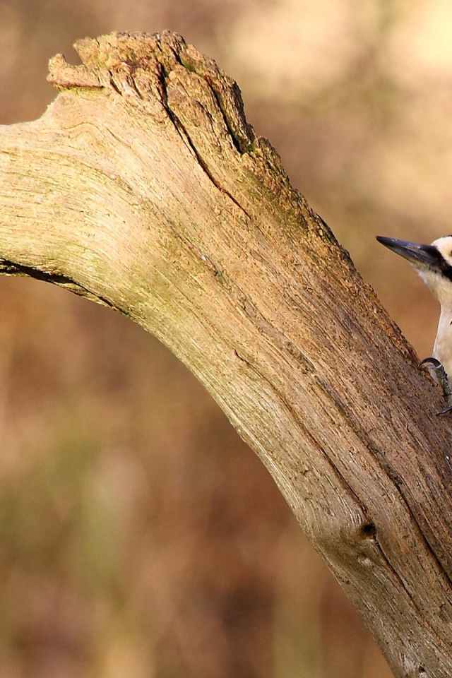 Птица с красными перьями на сухой коряге