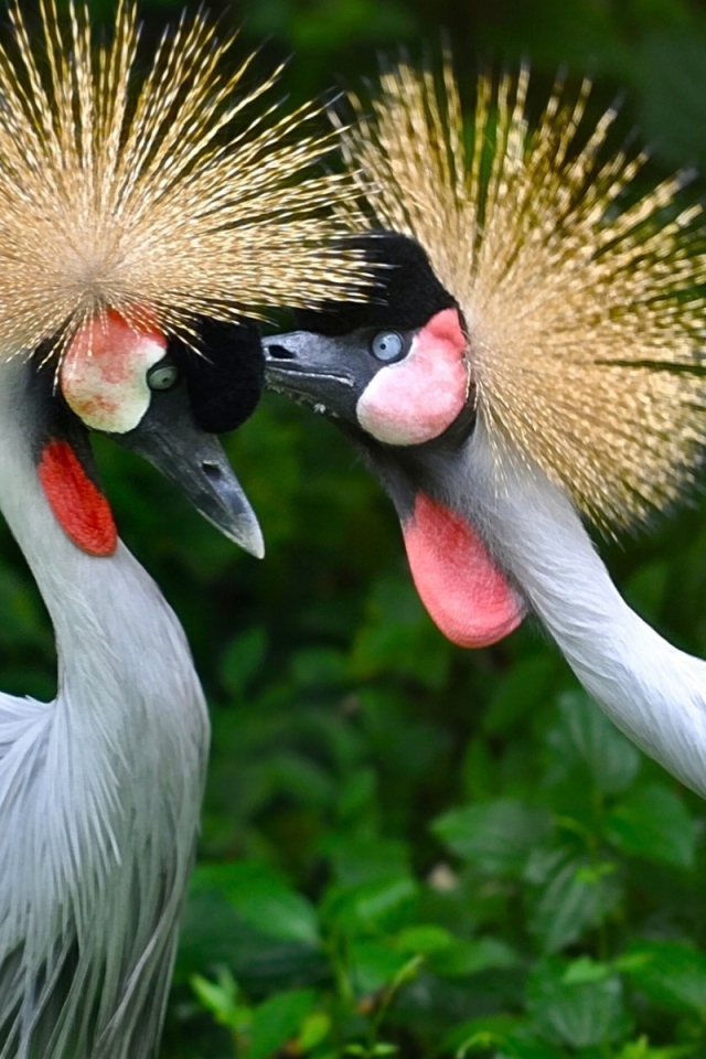Птицы семейства журавлиных