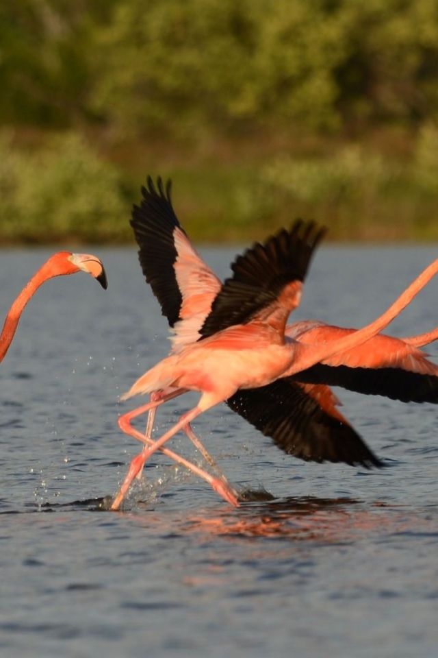 Птицы фламинго с черными крыльями