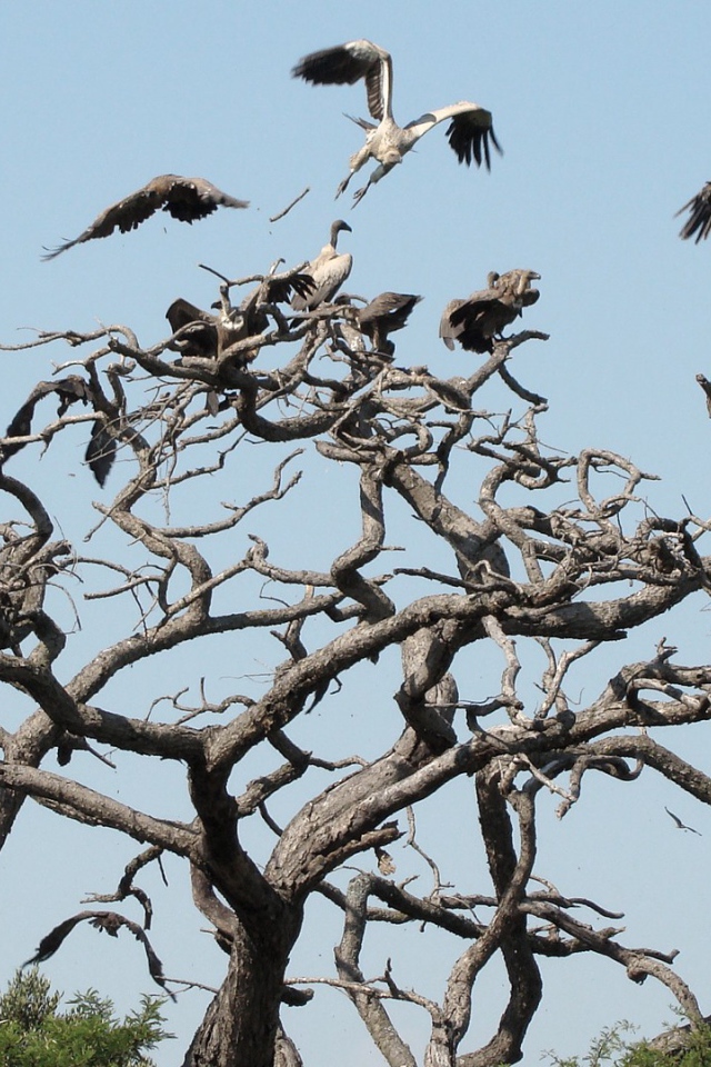 Птицы падальщики на ветвях сухого дерева