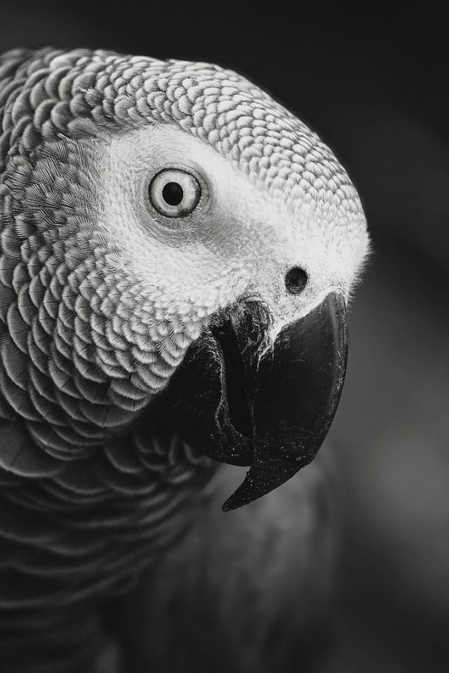Черно белое фото попугая