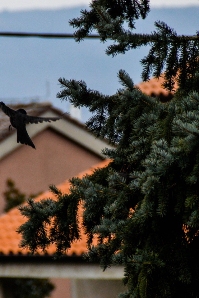 Черная птица в полете