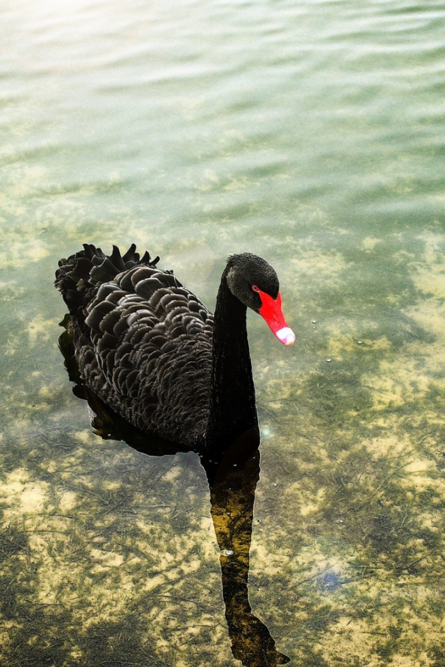 Черный лебедь с красным клювом на воде