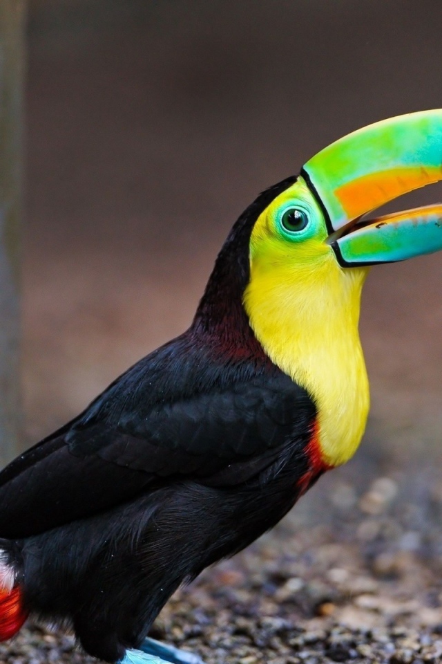 Черный тукан на земле