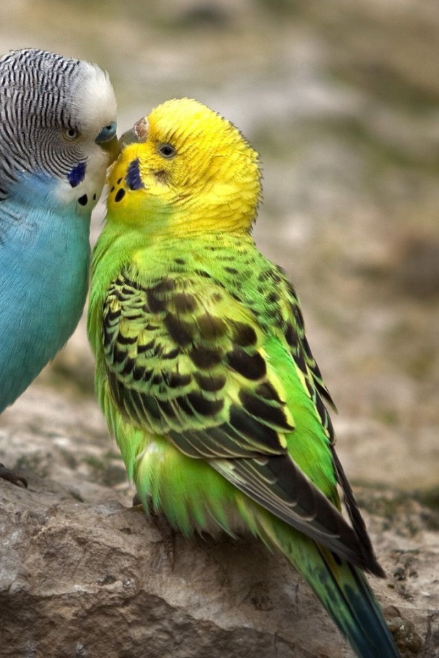Голубой и зеленый попугаи