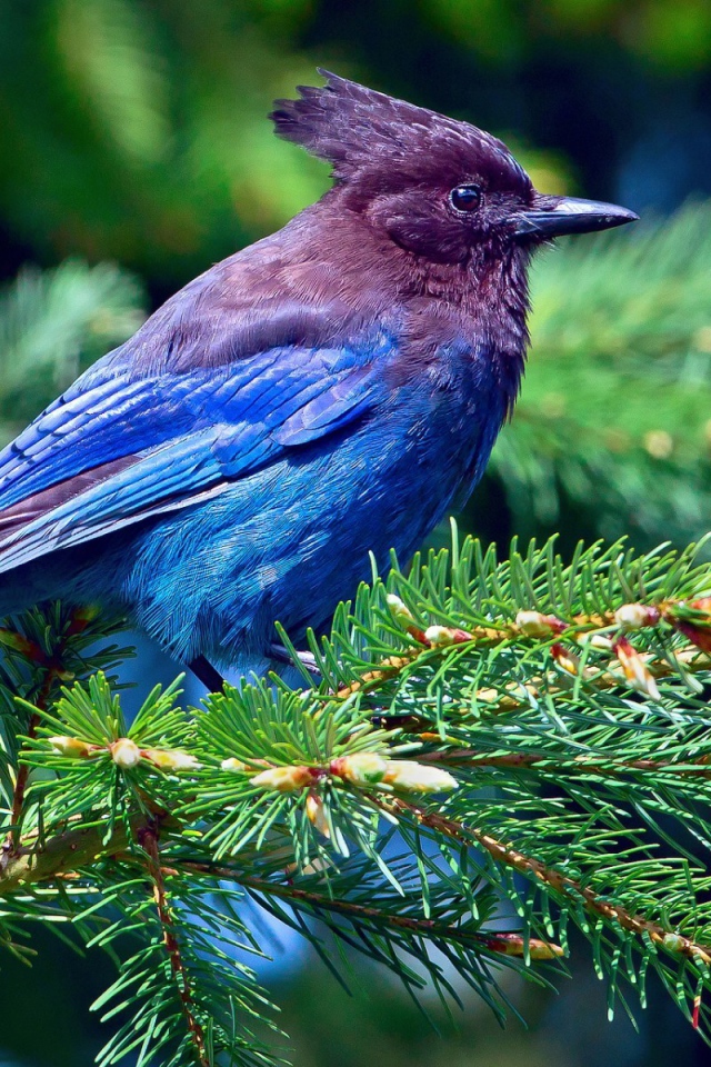 Синяя птица на хвойной ветке