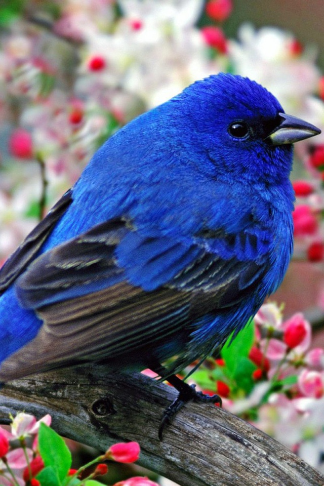 Синяя птица с черными крыльями