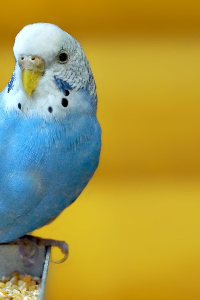 Голубой попугай на желтом фоне