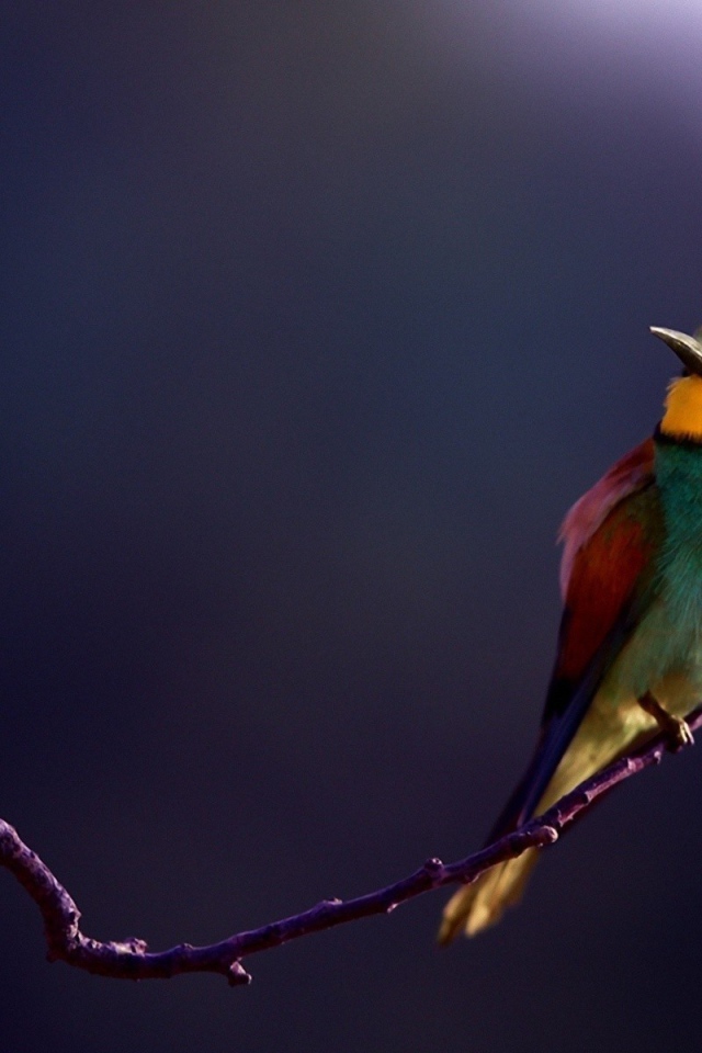 Яркий щурок сидит на ветке