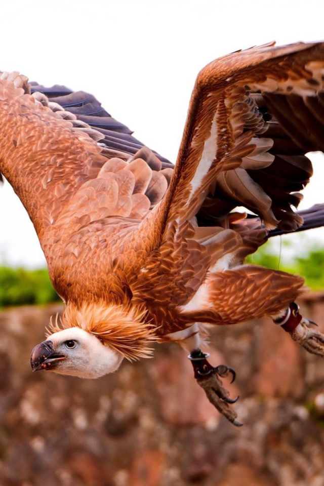 Коричневый падальщик с кольцами на лапах
