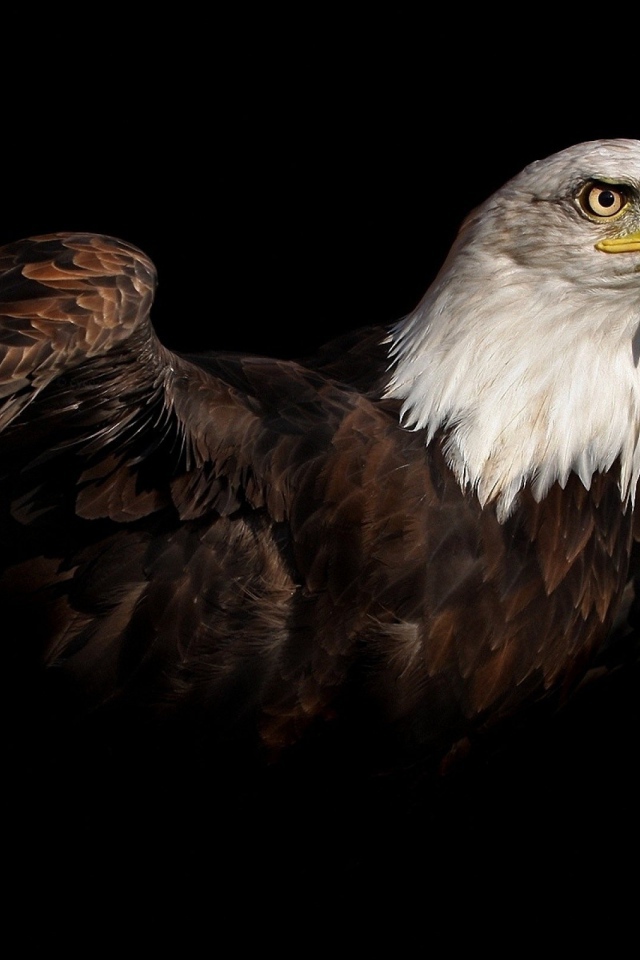 Коричневый орел на черном фоне
